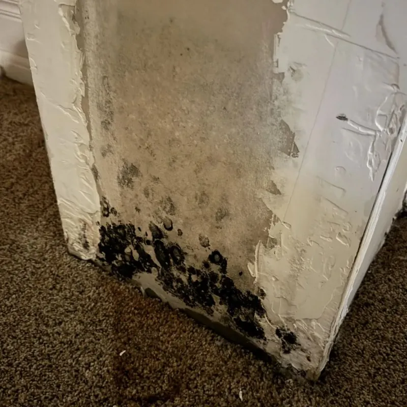 Professional Mold Removal in Frederick, CO